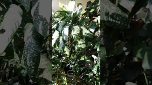 Мой зимний сад в квартире