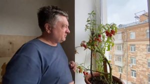 Помидоры дома