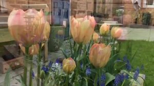 Tulip - Salmon Van Eijk in full bloom - Spring 2019