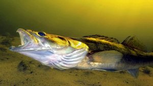 ИНТЕРЕСНЫЕ ФАКТЫ ПРО РЫБУ СУДАК