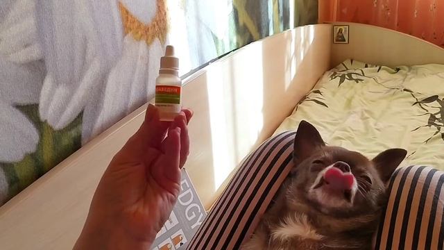 Чистим зубы чихуахуа.?Идеальная собака))