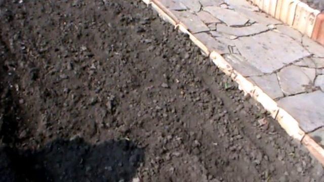 Как сеять лук чернушку на севок.