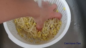 Полезный салат из ростков проросшей сои (маша) по- корейски! Вкусный и простой рецепт!