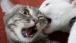 КОТЫ ХУЛИГАНЫ!? ФЕЙЛЫ и НЕУДАЧИ КОШЕК и СОБАК!?САМОЕ СМЕШНОЕ ВИДЕО ПРО ЖИВОТНЫХ?.mp4