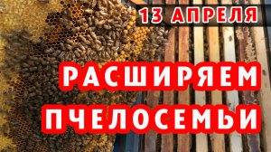 ПЧЁЛЫ РОСТУТ КАК НА ДРОЖЖАХ РАСШИРЯЮ ПЧЕЛОСЕМЬИ