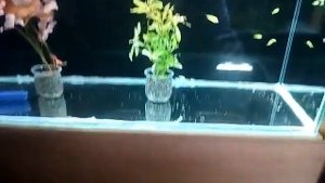 Автодолив в аквариум