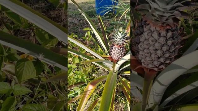 Как ананас растет - видели? ? смотреть онлайн