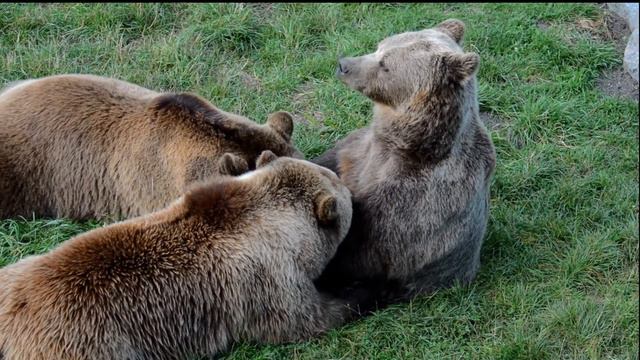 МИР ЖИВОТНЫХ смотреть онлайн