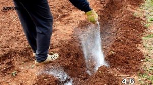 Для сумасшедшего урожая! 9 тайных способов применения обычной соды на огороде