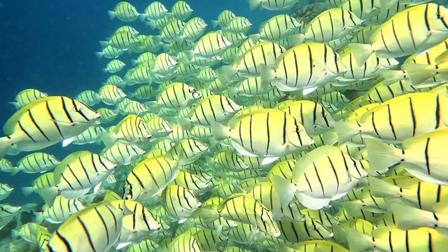 Мальдивские "пираньи" хотят ужина, Adaaran Select Meedhupparu, Мальдивы