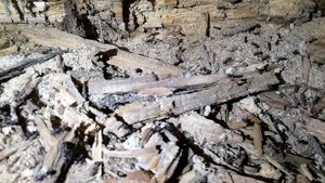 муравьи древоточцы 1