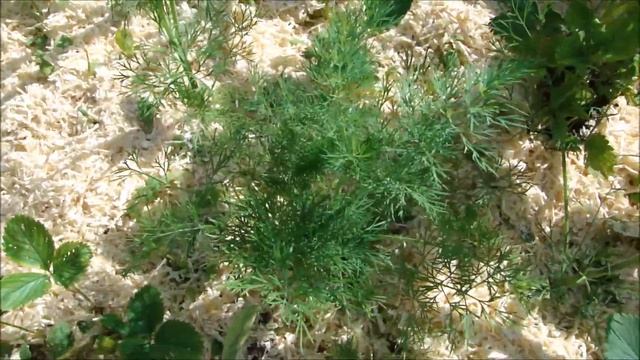 Мульчирую грядки с земляникой. смотреть онлайн