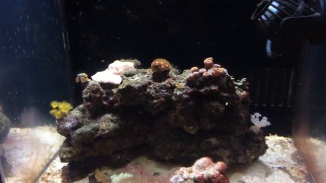 Про водорослевые обрастания в морском аквариуме. смотреть онлайн