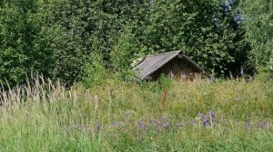 Деревенская природа июль 2018