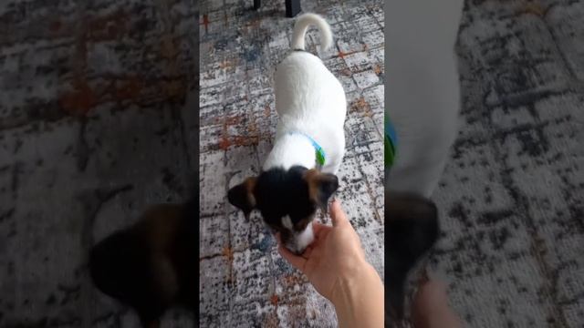Джек-рассел-терьер, 3 месяца. Ричард Стич. #dog #джекрассел #щенок #jackrussell #джекрасселтерьер смотреть онлайн