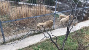 Богатыри среднего прайда пришли на львиный пляж. Тайган The life of the lions. Taigan
