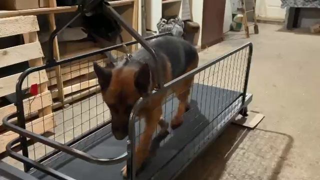 Беговая дорожка для собак wikiRUN в работе