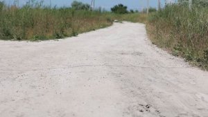 В Приморско-Ахтарском  районе обнаружили азиатскую саранчу.