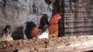 Наш новый петух породы Брама