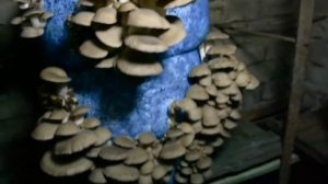 Выращивание грибов вешенки на опавших листьях(LED освещение в подвале)