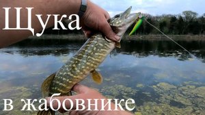 Ловля #щуки на #воблер в #жабовнике.