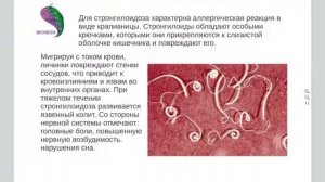 Стронгилоидоз (стронгилоид), диагностика, симптомы и лечение стронгилоидоза