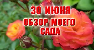 30 июня. Обзор моего сада