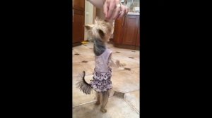 Йорк танцует