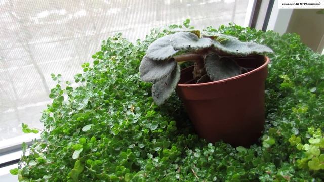 ФИАЛКА миниатюрная. Размножаем укоренением листьев. смотреть онлайн