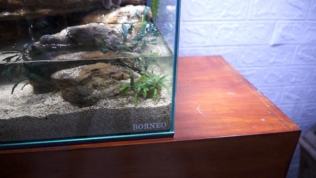 Fresh Water Crab Tank Setup Using Normal Fish Tank