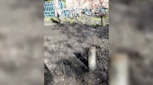 Тыква Розовая фея  4.05.2020