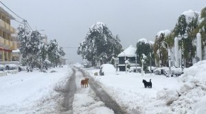 Турцию снова засыпали снегопады