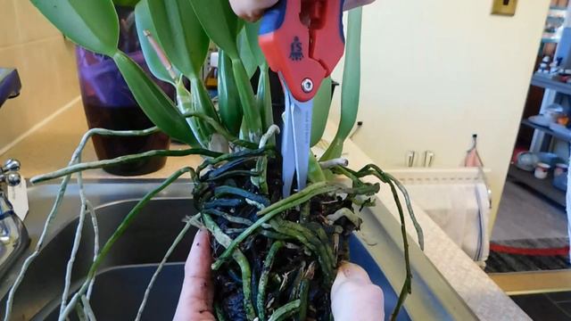 Repotting my Cattleya percivaliana 'Winter' - part 1. смотреть онлайн