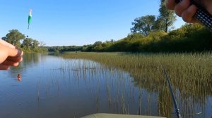 ДИКИЕ КАРАСИ В ХВОЩЕ ! Гнут УДИЛИЩЕ !! Шикарная рыбалка на поплавочную удочку.