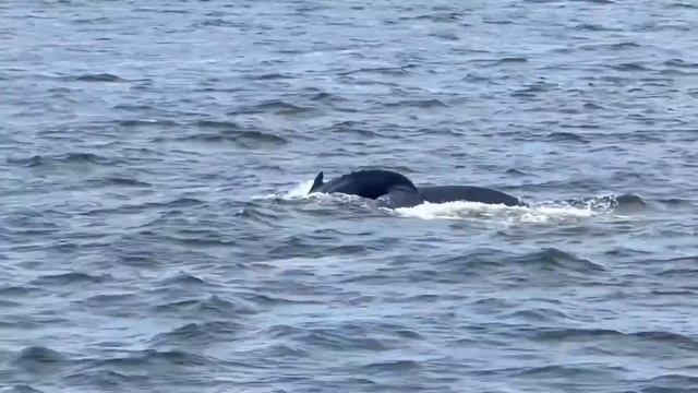 Прогулка в океане с китами, Нью-Йорк. Whale watching preview. смотреть онлайн