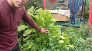 Магнолия Кобус  Magnolia kobus (яп. 辛夷 кобуси) Южный Урал Челябинск