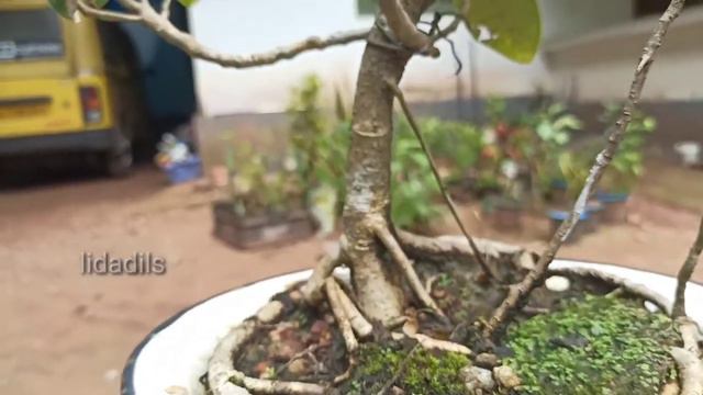 Indian Banyan Tree Bonsai | Ficus Benghalensis Bonsai I Aerial roots, My Banyan Bonsai പേരാൽ ബോൺസായ смотреть онлайн