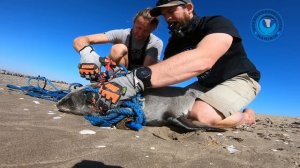 Baby Seal TRAPPED IN GHOSTNET Entanglement