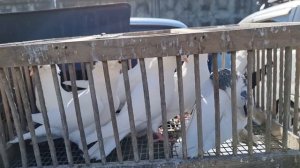 Голуби - Птичий рынок г. Беслан