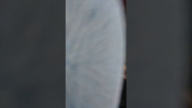 Product review Pure leaf tea hibiscus & mango смотреть онлайн