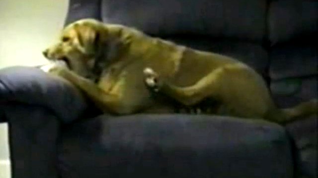 Собака рычит на свою лапу смотреть онлайн