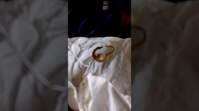 Золочение в домашних условиях