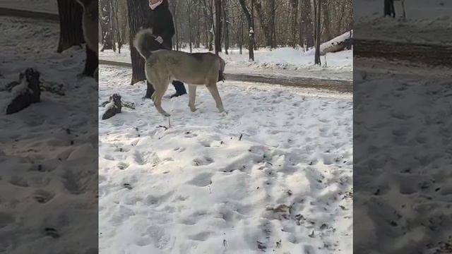 Таран САО Красавчик смотреть онлайн