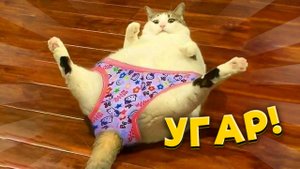Самые смешные коты \ Приколы с котами 2023 #2