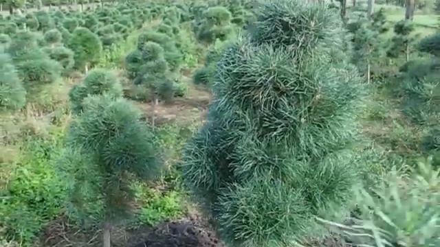 Bonsai pine niwaki Jagra. Nursery. Baumschule. Pinus sylvestris. смотреть онлайн