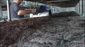 Промышленное выращивание шампиньонов|Производство шампиньонов