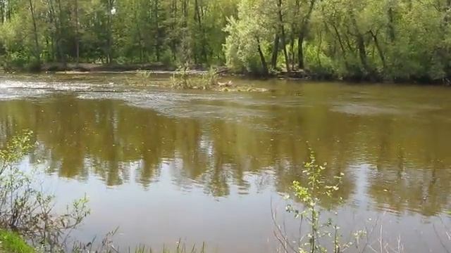 Прогулка по дачному лесу смотреть онлайн