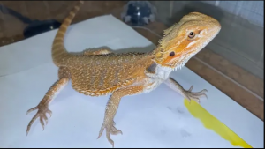 Бородатая агама Руби ? красавец(а)