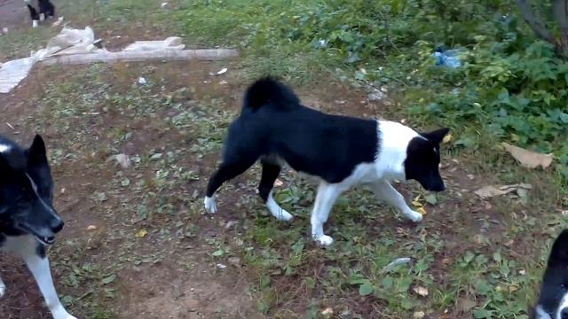 Пегая сестричка