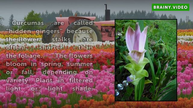 Types of Ginger Plants смотреть онлайн